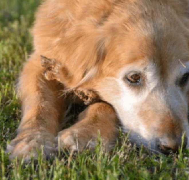 Image of: My Senior Dog Is Walking Stiff After Lying Down: What It Could Mean