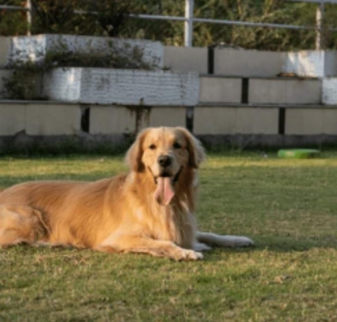 Image of: My Senior Dog Sits Down Mid-Walk: What Their Body May Be Telling You