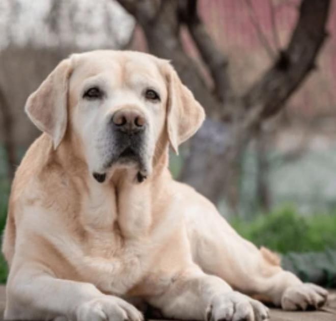 Image of: Why Does My Senior Dog Pace, Then Refuse to Walk?