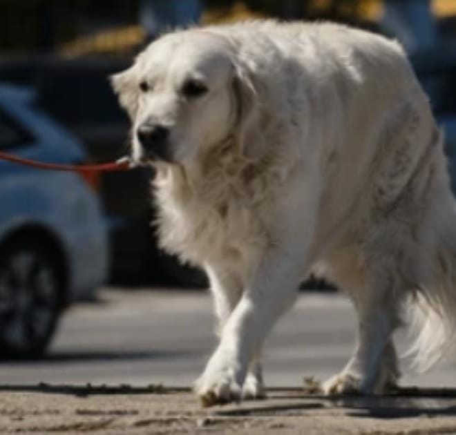 Image of: My Senior Dog Wobbles When They Walk: What to Watch For