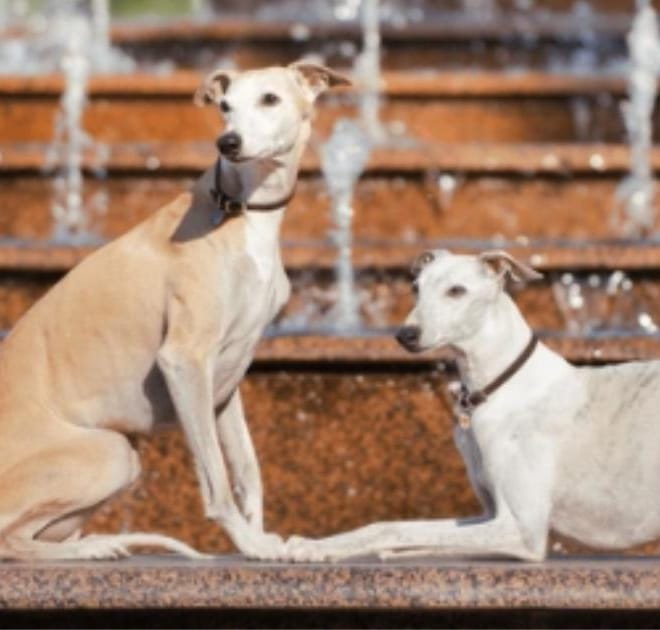 Image of: My Senior Dog Walks Fine Some Days and Barely Moves on Others