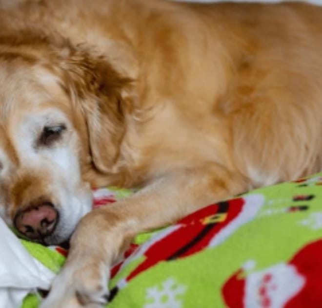 Image of: Why Does My Old Dog Limp After Resting?