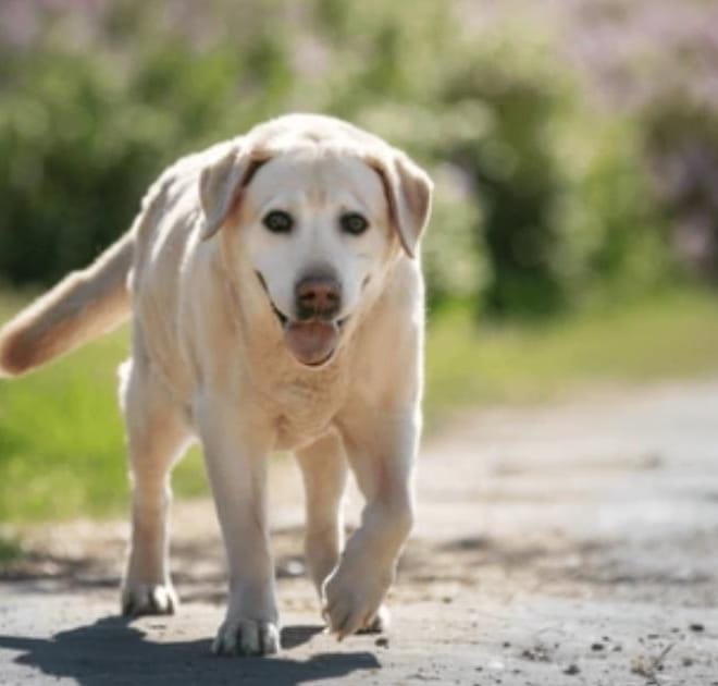 Image of: My Senior Dog’s Back Legs Are Getting Weak: Common Causes and Next Steps