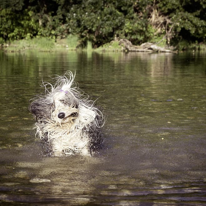 Image of: How Often Should You Bathe a Senior Dog?