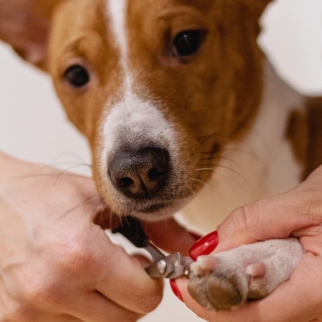 Image of: Senior Dog Nail Care: Why It Matters More Than Ever