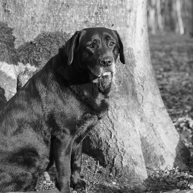 Image of: The Best Walking Schedule for an Aging Dog