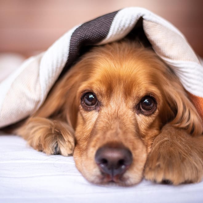 Image of: How to Keep a Senior Dog Warm and Mobile in Winter