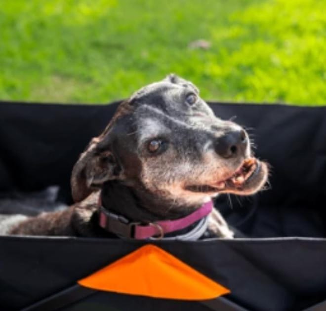 Image of: How to Support a Senior Dog After Vestibular Disease