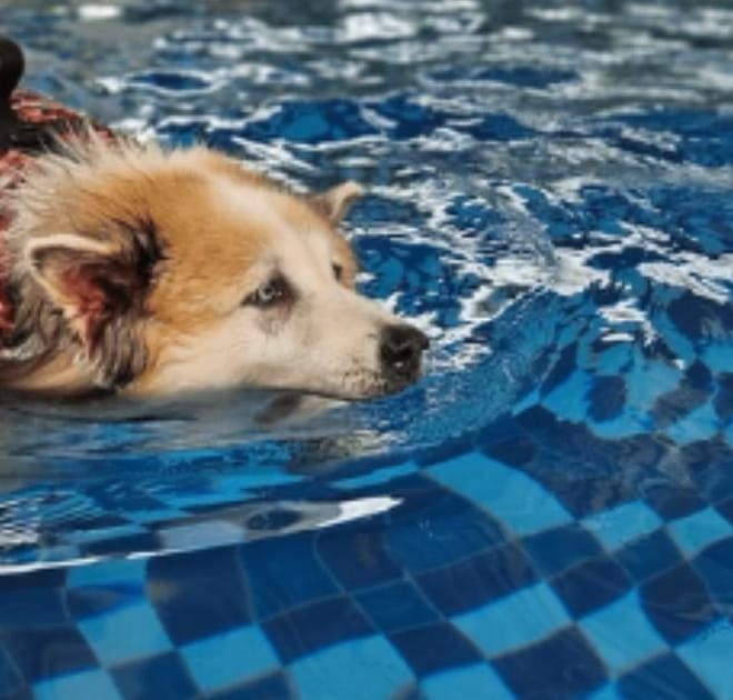 Image of: How to Help a Senior Dog Build Muscle Safely