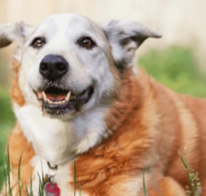 Image of: Best Diet for a Senior Dog With a Sensitive Stomach