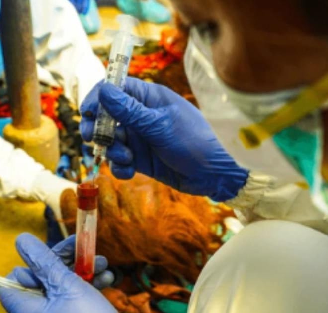 Image of: How Often Should Senior Dogs Get Bloodwork?