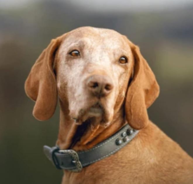 Image of: How to Help a Senior Dog With Sundowning