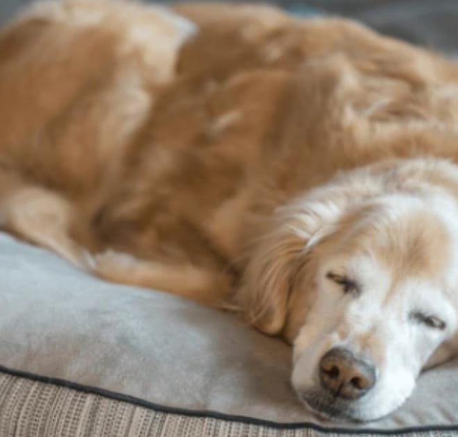 Image of: 7 Signs Your Senior Dog May Be Losing Hearing