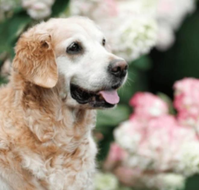 Image of: How to Create a Senior Dog Wellness Routine at Home