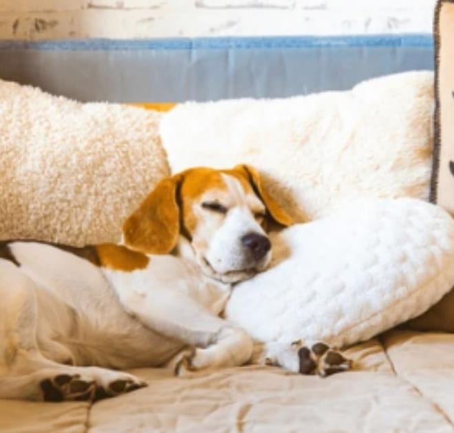 Image of: How to Know When Your Senior Dog Needs a Softer Bed