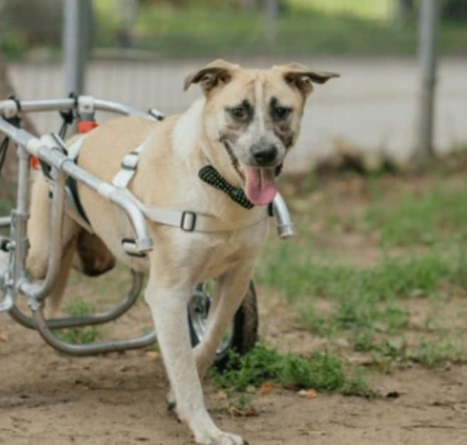 Image of: The Best Harnesses for Senior Dogs With Mobility Issues