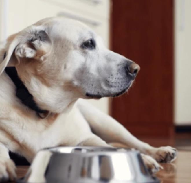 Image of: Do Senior Dogs Need More Protein or Less?