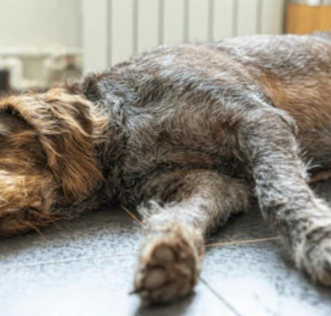 Image of: Senior Dog Weight Loss: When It’s Helpful and When It’s a Warning Sign