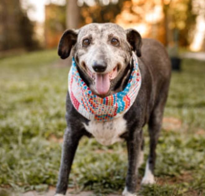 Image of: What Changes in Poop Are Normal in Senior Dogs?