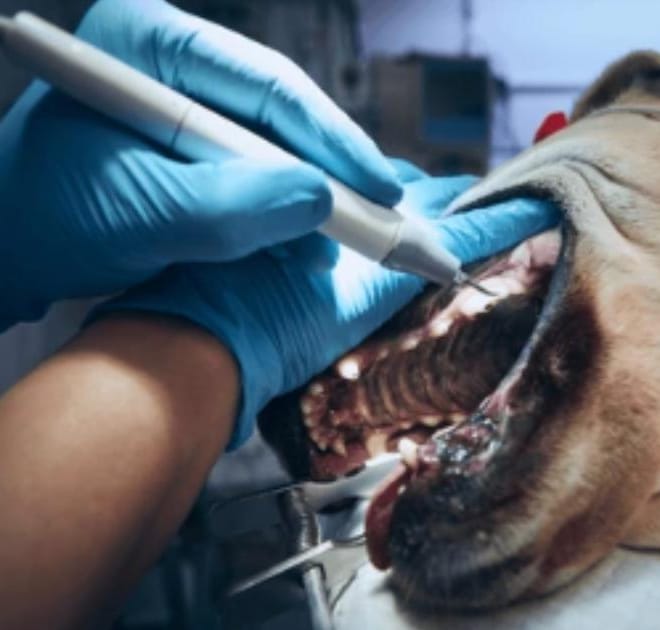 Image of: Senior Dog Dental Care: What Matters Most After Age 8