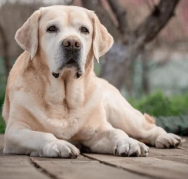 Image of: The Best Flooring Solutions for Homes With Senior Dogs