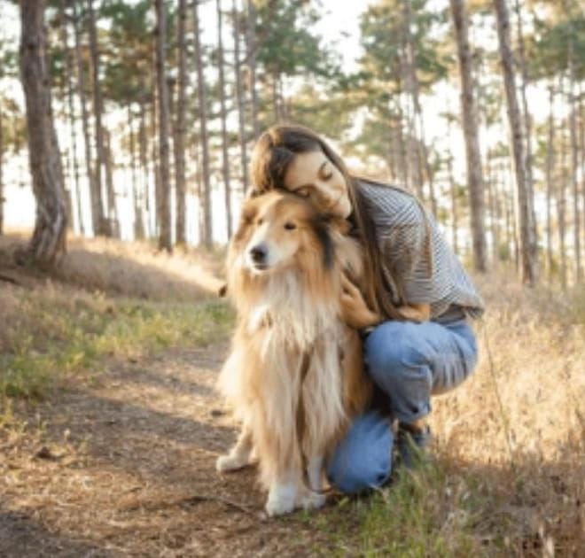 Image of: How to Travel Comfortably With a Senior Dog