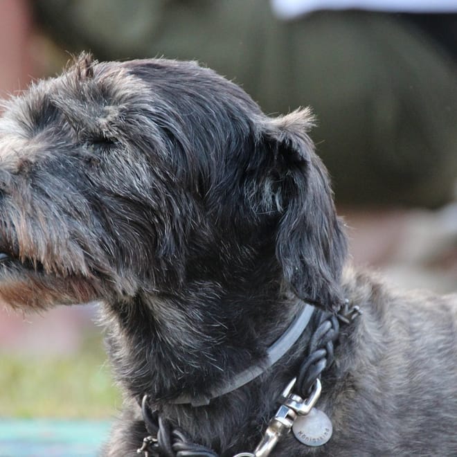 Image of: How to Tell if Your Senior Dog Is in Pain Without Crying