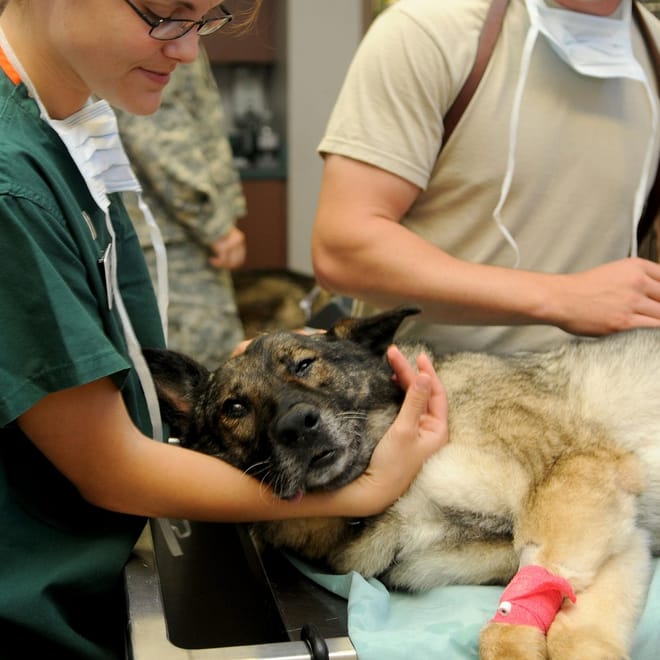 Image of: How to Make Mealtime Easier for Dogs With Dental Pain