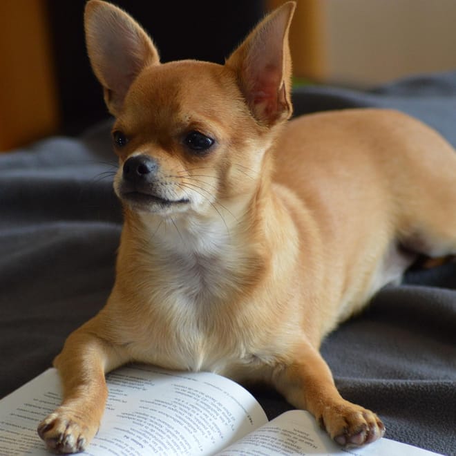 Image of: How to Make Grooming Less Stressful for an Older Dog