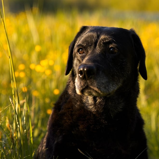 Image of: What a Senior Dog Wellness Exam Should Include
