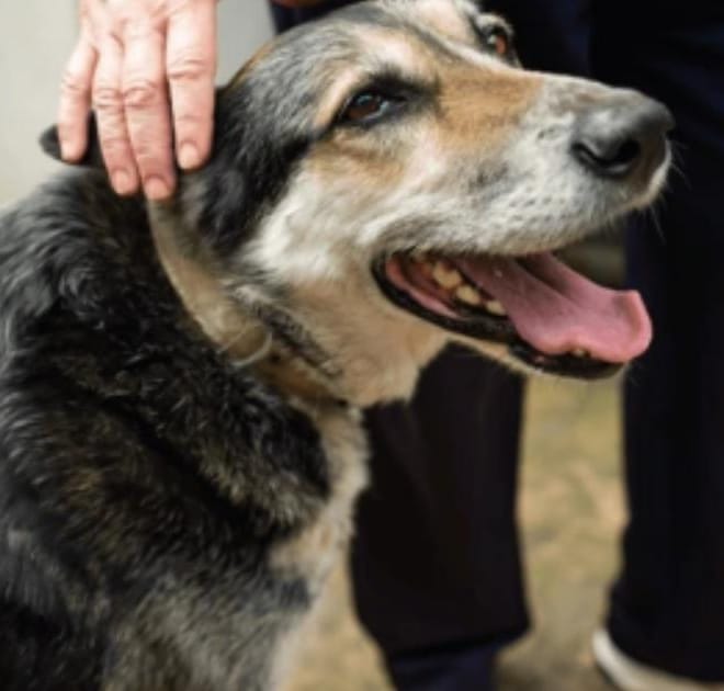 Image of: How to Keep Your Senior Dog Mentally Stimulated Indoors