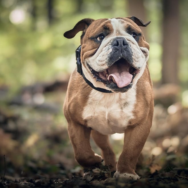 Image of: Senior Dog Bathroom Changes: What’s Age and What’s a Red Flag?