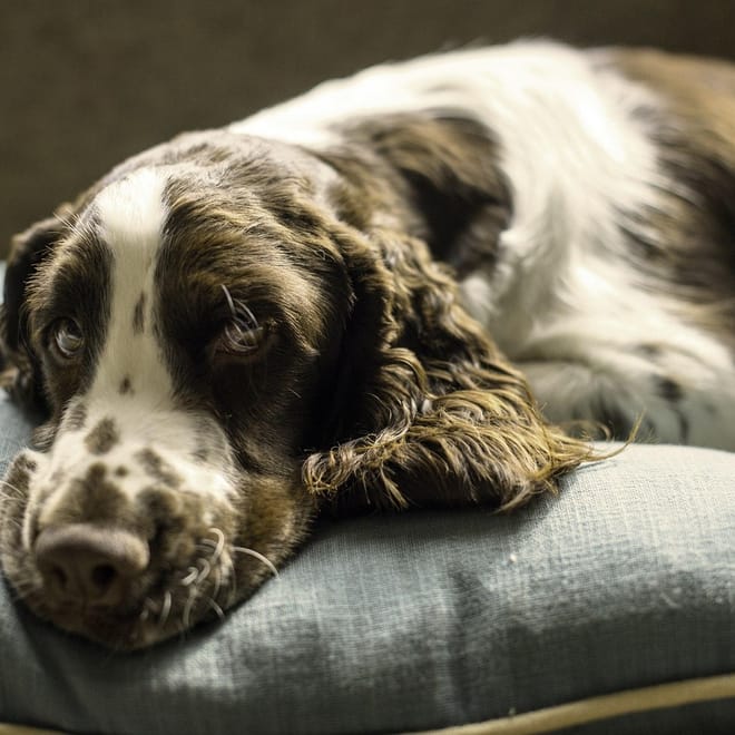 Image of: How to Choose the Best Orthopedic Bed for Your Senior Dog