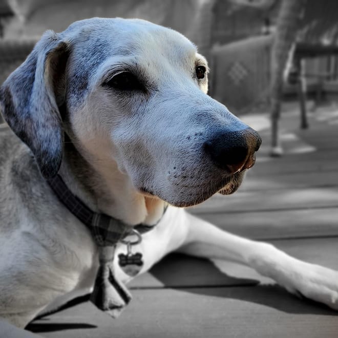 Image of: Senior Dog Skin Changes: Lumps, Bumps, and What to Watch