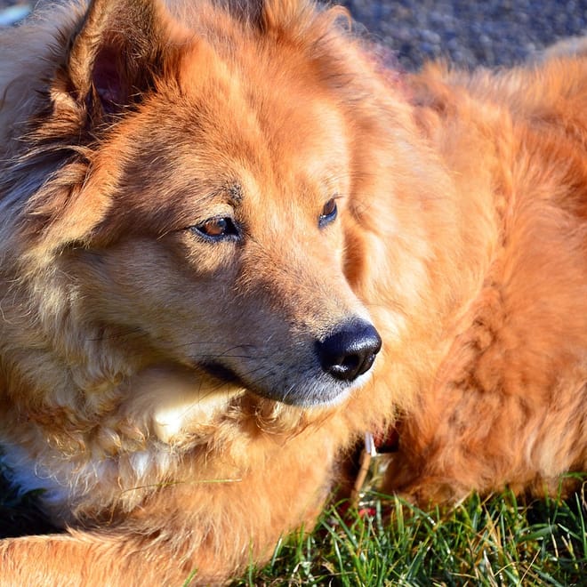 Image of: Can Senior Dogs Benefit From Physical Therapy?