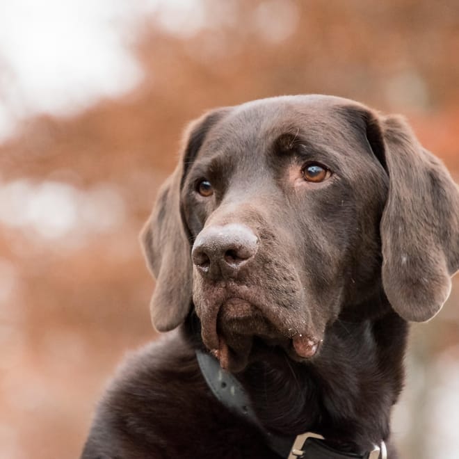 Image of: The Best Supplements for Senior Dogs With Stiff Joints