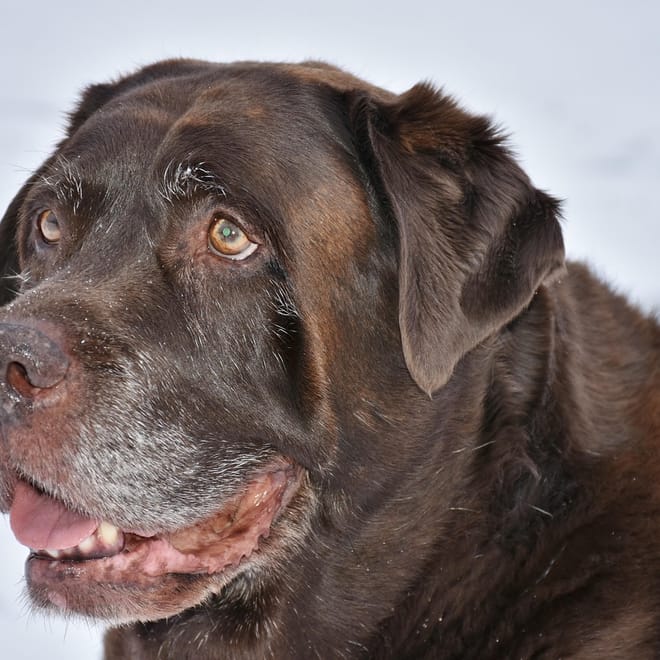Image of: How to Introduce a Puppy to a Senior Dog Without Stress