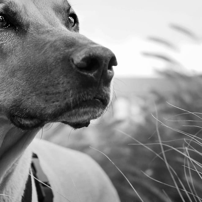 Image of: Senior Dog Recovery After a Bad Day: What Helps Most