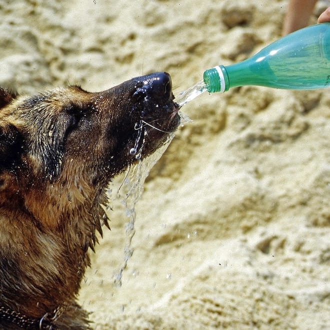 Image of: Senior Dog Hydration Tips for Dogs Who Barely Drink