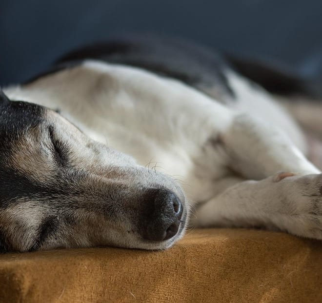 Image of: The Main Parts of a Senior Dog Mobility Plan