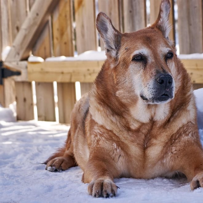 Image of: How to Tell if Your Senior Dog's Mobility Plan Is Actually Helping