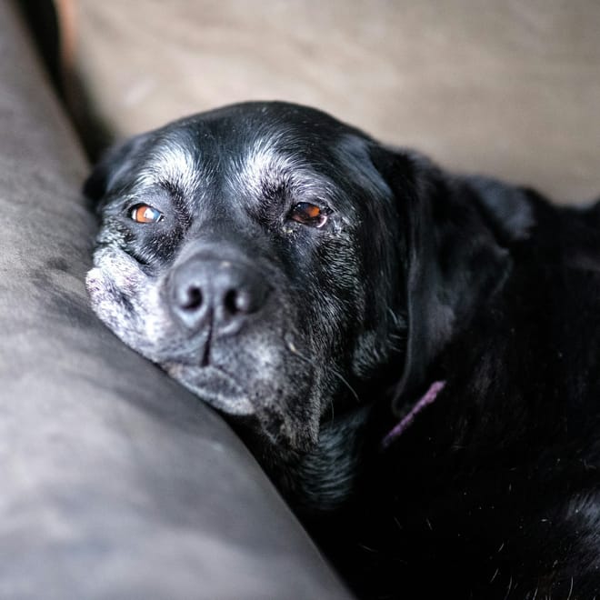 Image of: Common Joint Support Ingredients for Senior Dogs: What the Evidence Says
