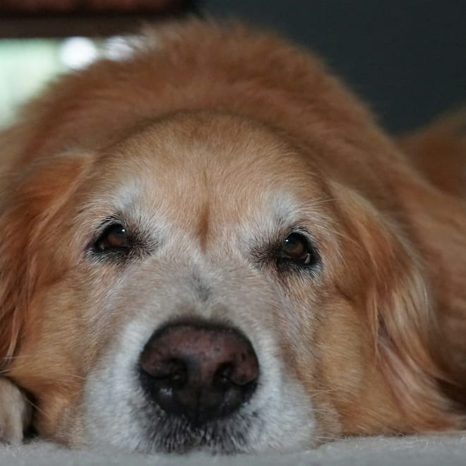 Image of: CBD and Senior Dog Mobility: What the Evidence Says So Far
