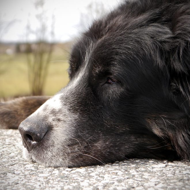 Image of: A Simple Morning-to-Night Mobility Routine for an Older Dog