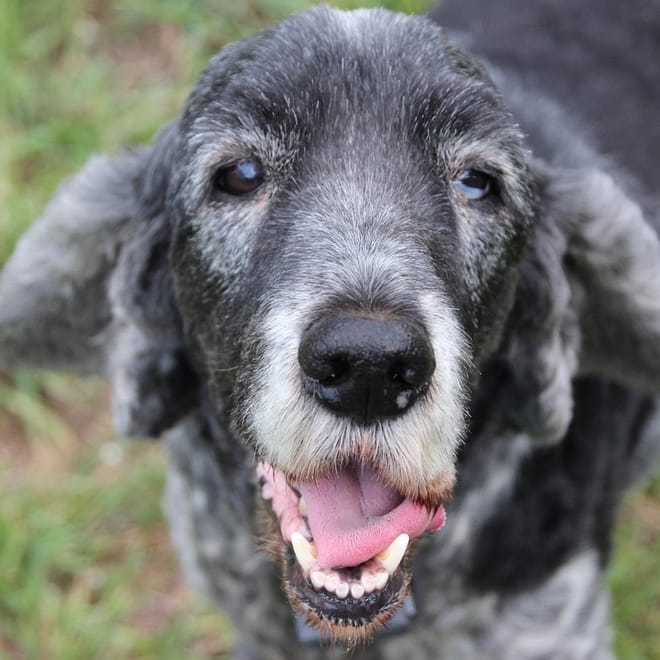 Image of: Why Your Senior Dog’s Mobility Plan Should Change as They Age